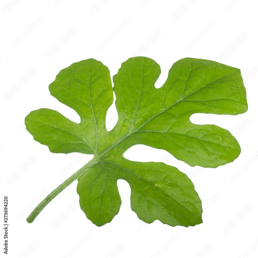 fresh green leaf of watermelon isolated on white background fresh green leaf of watermelon isolated on white background