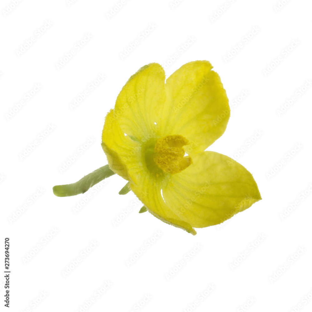 fresh yellow flower of watermelon isolated on white background fresh yellow flower of watermelon isolated on white background
