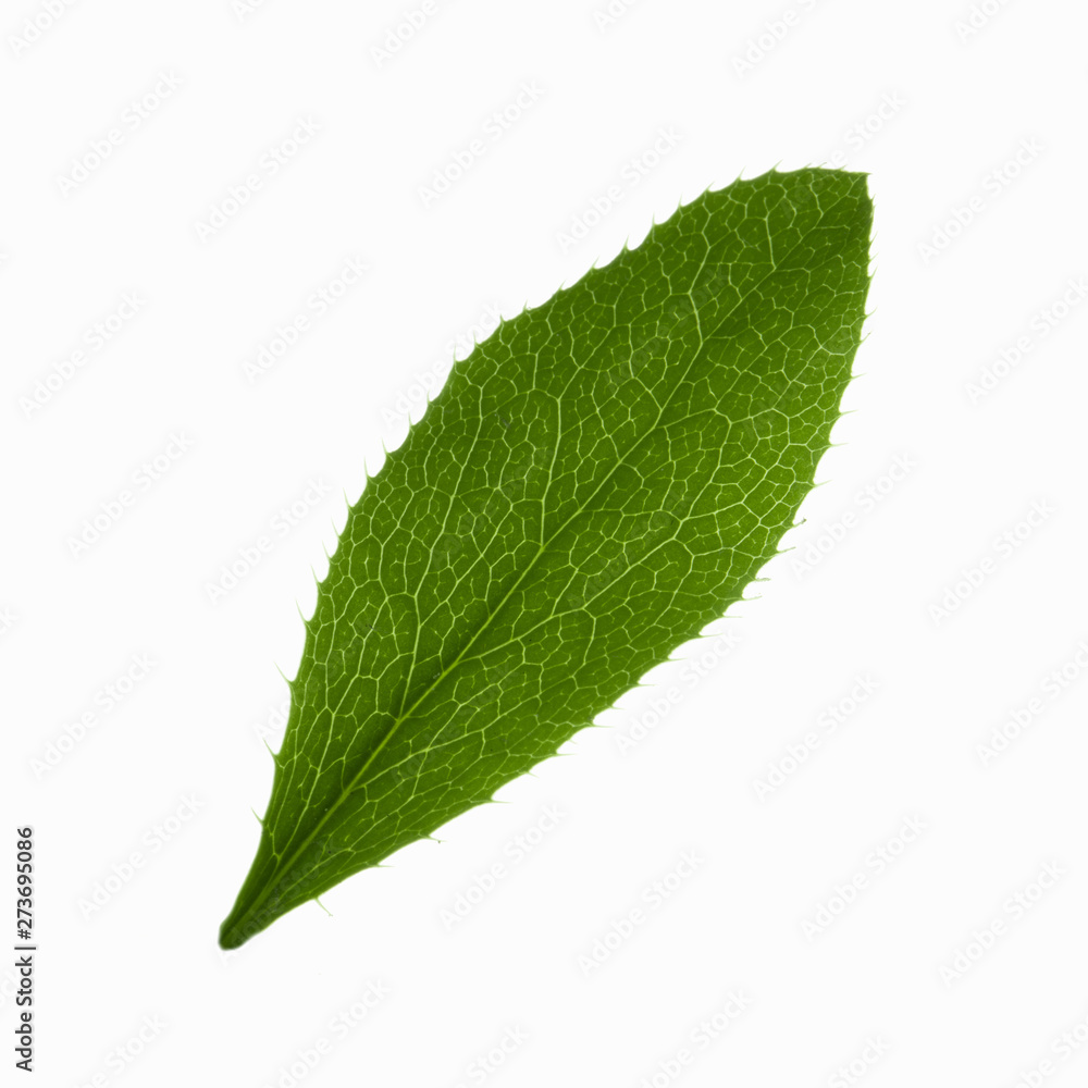fresh green leaf of barberry isolated on white background fresh green leaf of barberry isolated on white background