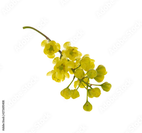 branch with yellow barberry flowers isolated on white background photo