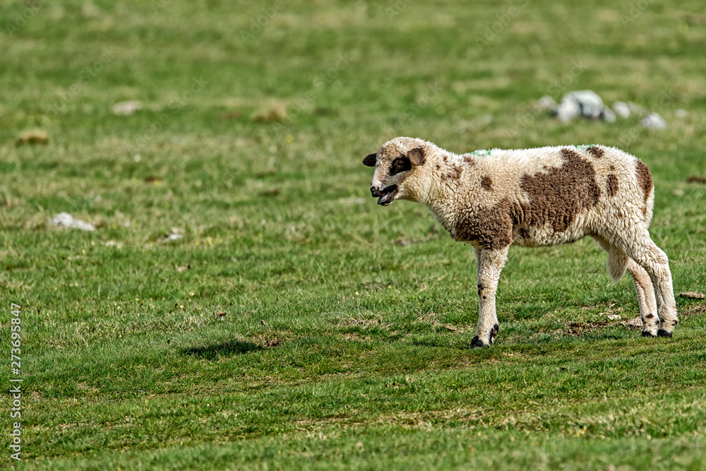 Fototapeta premium Lambs and sheeps on a green field