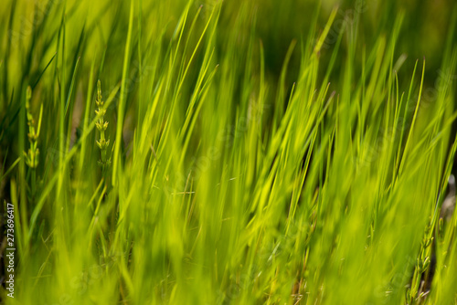 green grass with water drops of morning dew