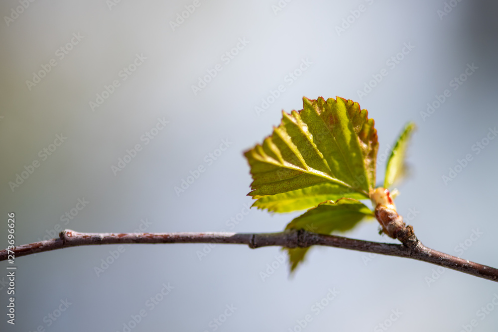 branch with green leaves on blue background branch with green leaves on blue background