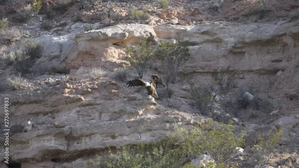 Bald Eagle Perched on a Cliff Bald Eagle Perched on a Cliff