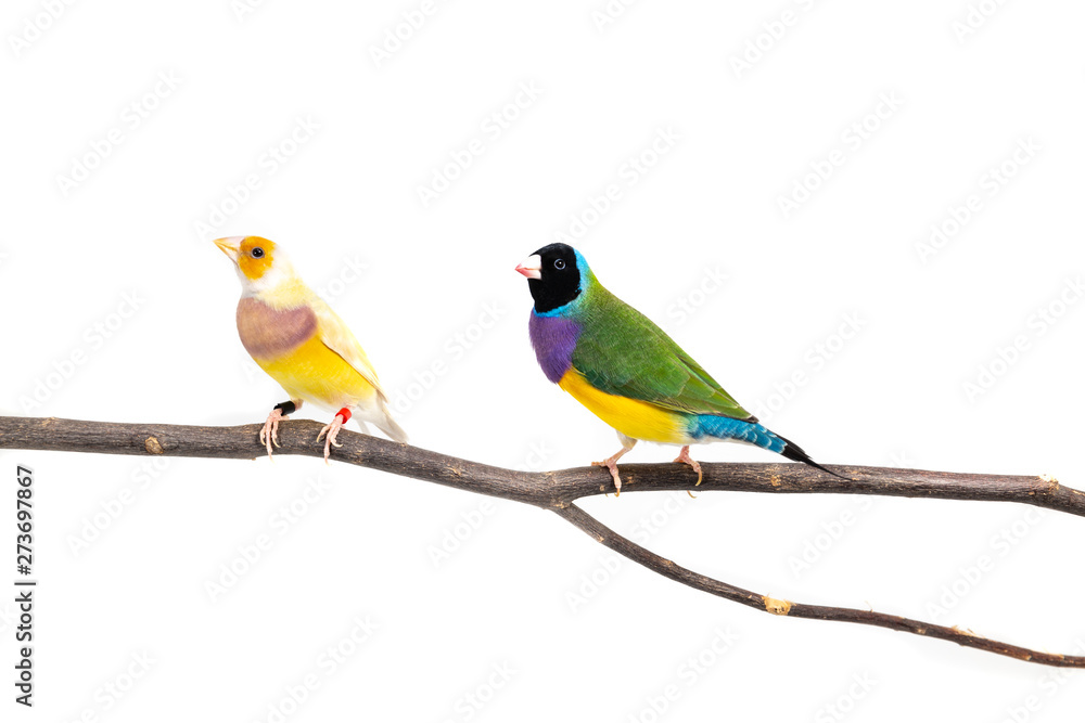 Fototapeta premium Gouldian finch Bird