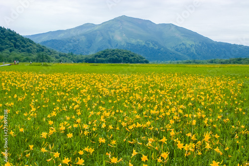 Daylily of Oze swamp - 尾瀬湿原のニッコウキスゲ