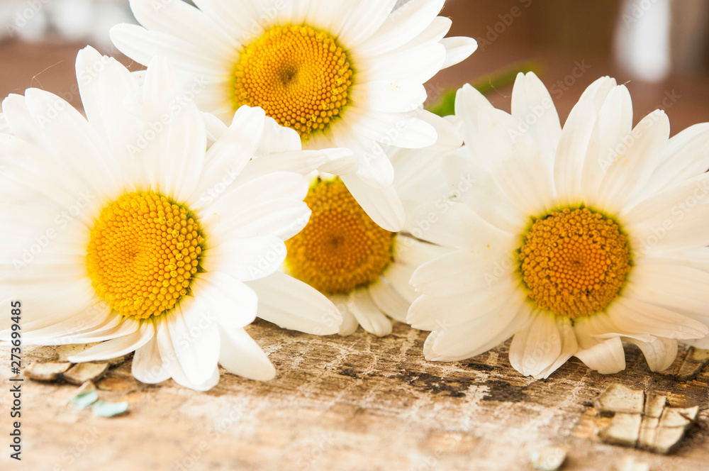 Obraz premium Chamomile flowers on wooden background with copy space