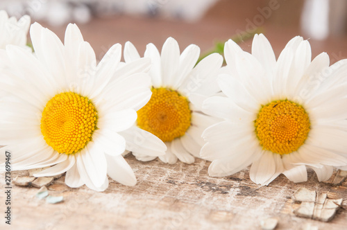 Chamomile flowers on wooden background with copy space