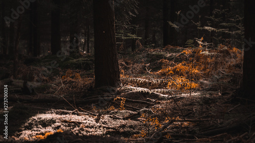 Forêt rouge © Emmanuel