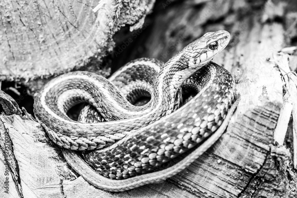 Garden Snake Garden Snake