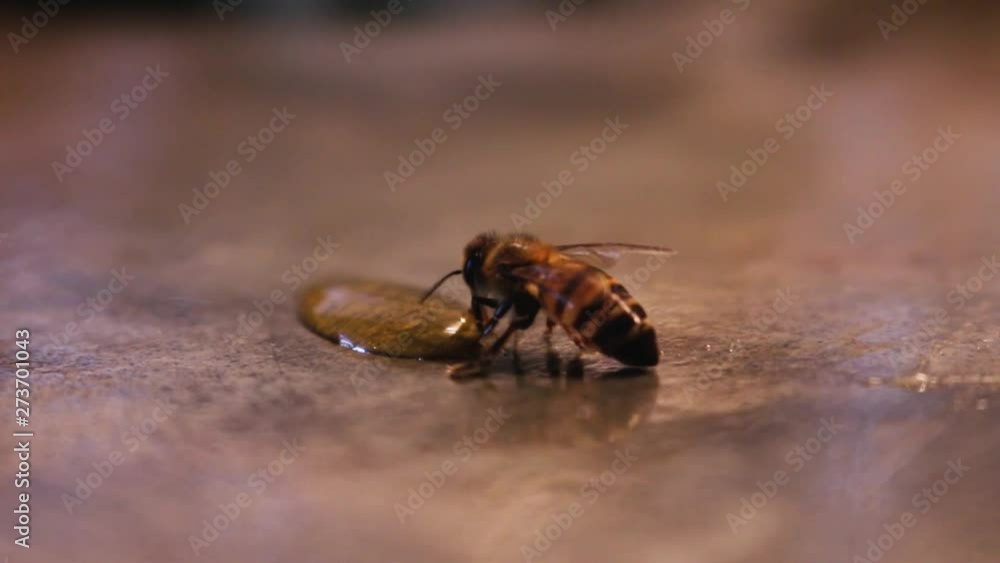 Bee Drinking Honey and Flying Off Bee Drinking Honey and Flying Off