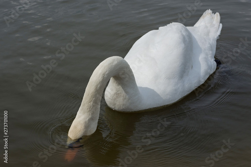 White Swan with it's head under the water. White swan on the lake 