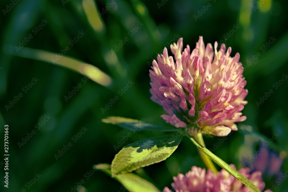 Beautiful pink clover flower on blurred grass background Beautiful pink clover flower on blurred grass background