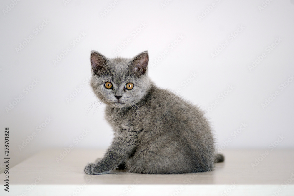 British cat on white background British cat on white background