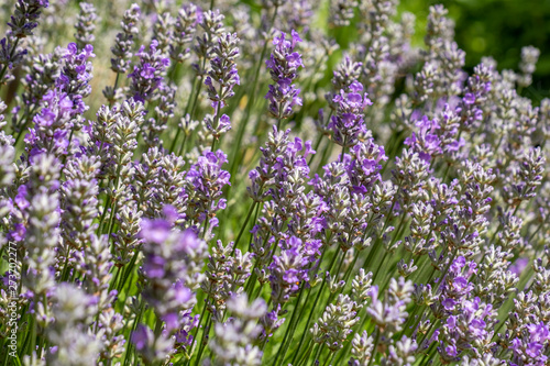 Lavendel