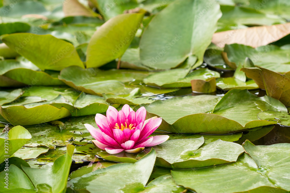 Wild pond with pink lotus