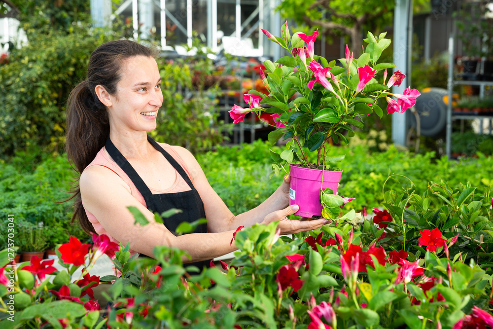 Female florist cultivating Dipladenia (Mandevilla) in greenhouse