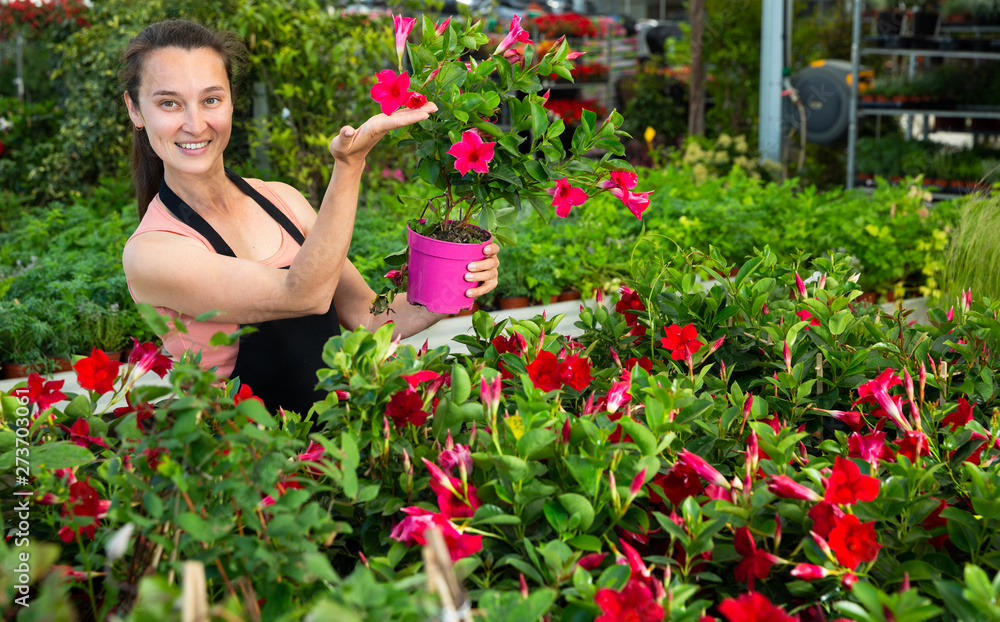 Portrait of joyful female florist with Dipladenia (Mandevilla) in hands on plantation in greenhouse