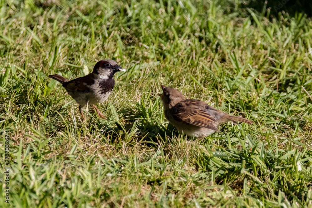 Obraz premium sparrow