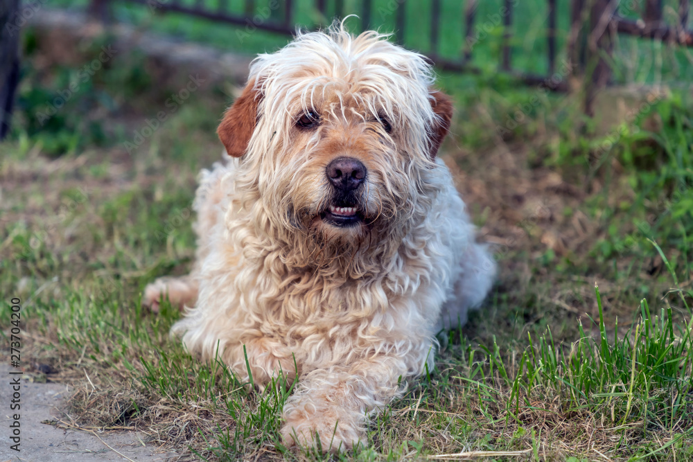 Portrait of hairy brown mutt dog