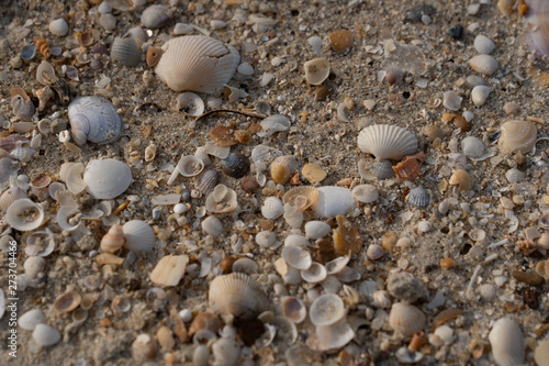 Sea shell on sand in the beach