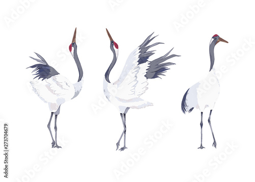 Set of cranes. Vector illustration. Watercolor style