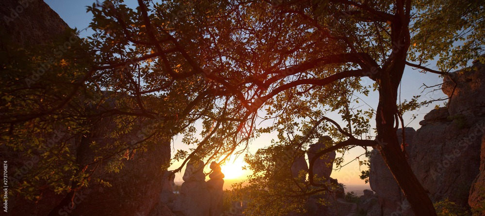 Fototapeta premium sunset in forest