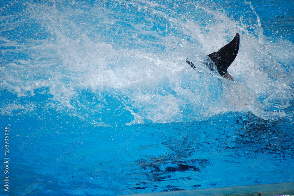 Fototapeta premium Dolphin wave