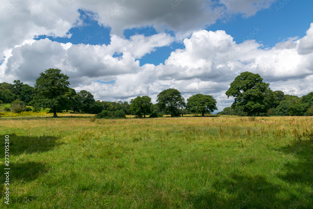Landschaft mit Wiese und Bäumen und spektakulärem Himmel Landschaft mit Wiese und Bäumen und spektakulärem Himmel