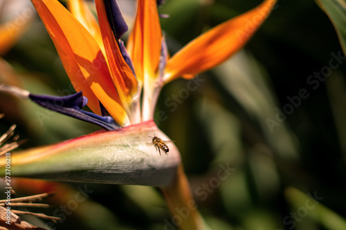 Colorful bird of paradise with a honeybee