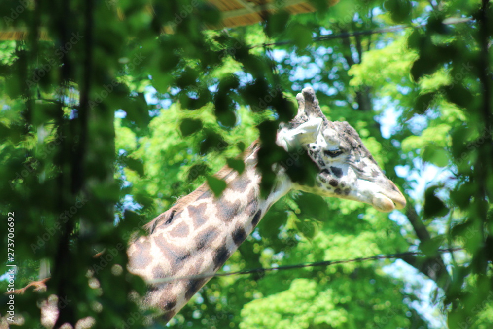 Obraz premium giraffe and the zoo.