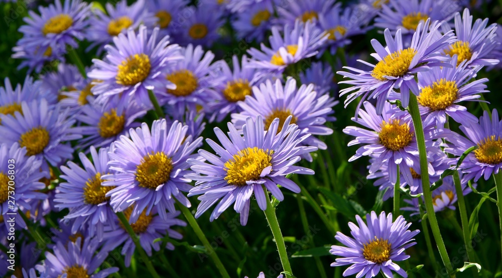Pretty purple alpine asters in the garden on a sunny summer day close-up Pretty purple alpine asters in the garden on a sunny summer day close-up
