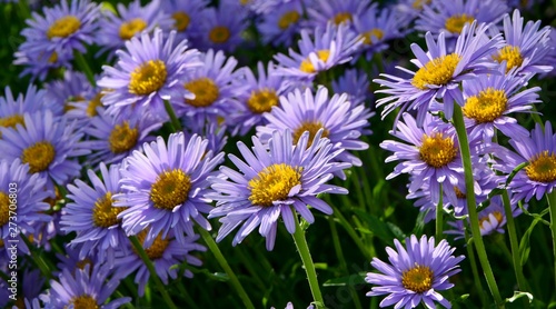 Pretty purple alpine asters in the garden on a sunny summer day close-up
