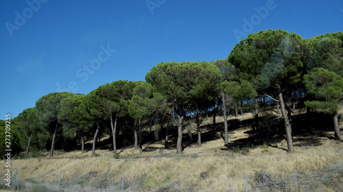 Bosques de pinos en verano.