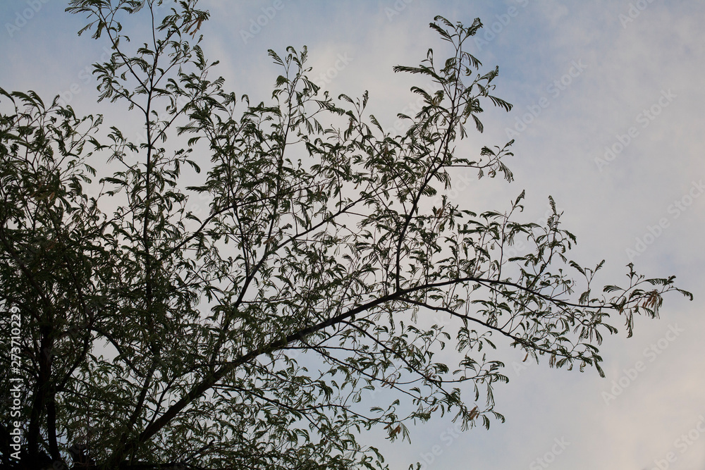 Background of tree branches with leaves against the sky. Background of tree branches with leaves against the sky.
