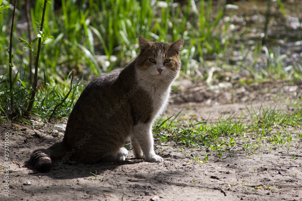 street stray cat sitting on the ground photo for text street stray cat sitting on the ground photo for text