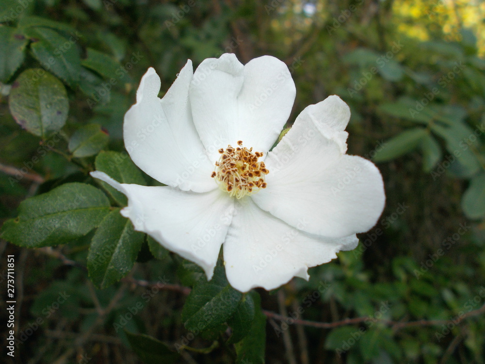 white flower in garden white flower in garden