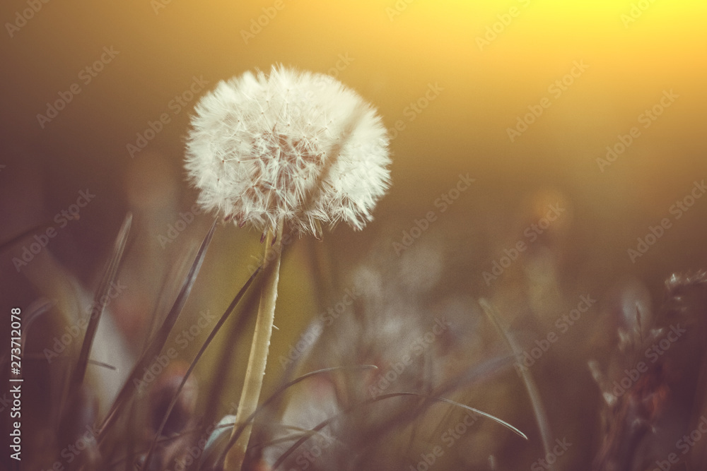 fluffy ripe white dandelion growing in the grass on a blurred bokeh background close-up. copy space macro
