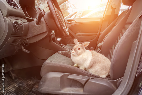 Wallpaper Mural White gray rabbit in the car. He sits in the driver s seat and looks out into the open door to the street Torontodigital.ca