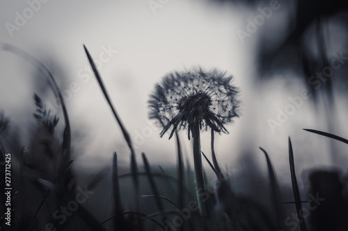 fluffy ripe white dandelion growing in the grass on a blurred bokeh background close-up. copy space macro