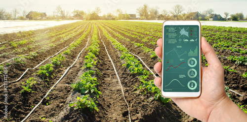 A hand is holding a smartphone with irrigation system management and analytics of data on the status of potato bushes. Young potatoes growing in the field. Agriculture landscape. Farming. photo