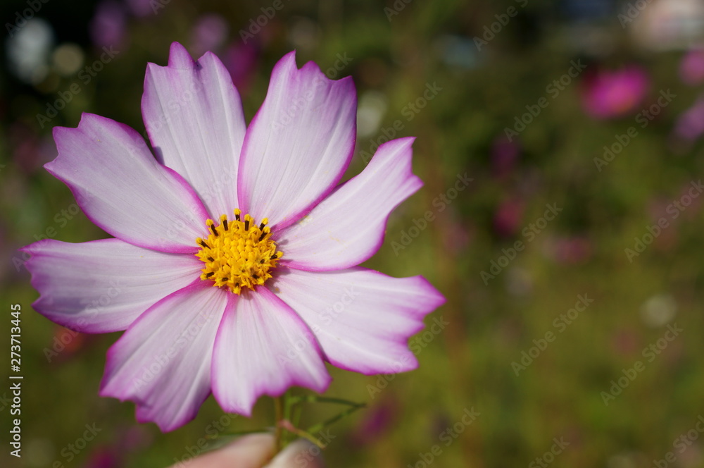colorful Cosmos Flowers autumn sunny day colorful Cosmos Flowers autumn sunny day