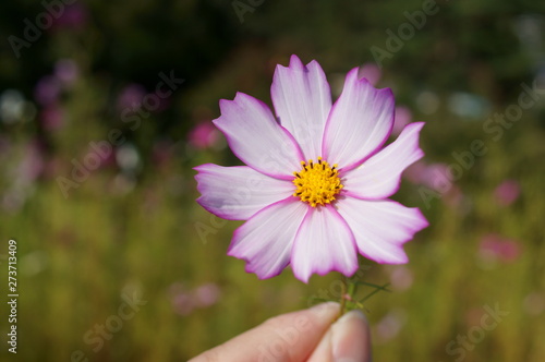 colorful Cosmos Flowers autumn sunny day