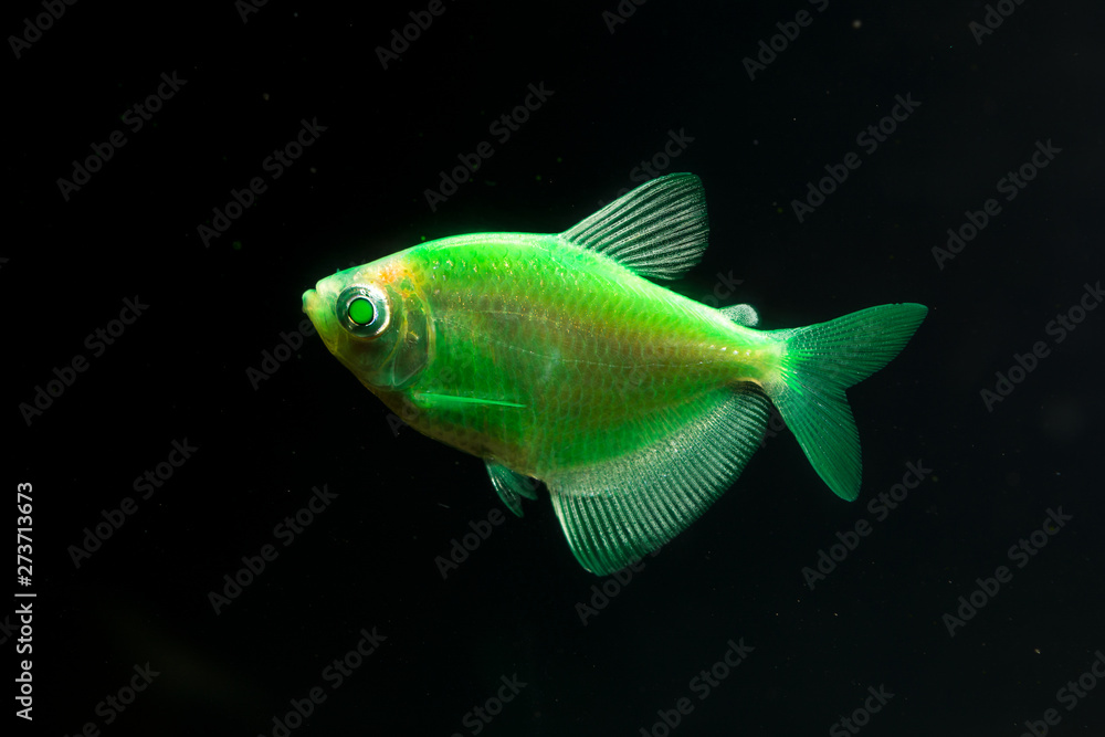 Aquarium fish. Black tetra. Gymnocorymbus ternetzi. Bright glowing colors. Animals. Dark background. Aquarium fish. Black tetra. Gymnocorymbus ternetzi. Bright glowing colors. Animals. Dark background.