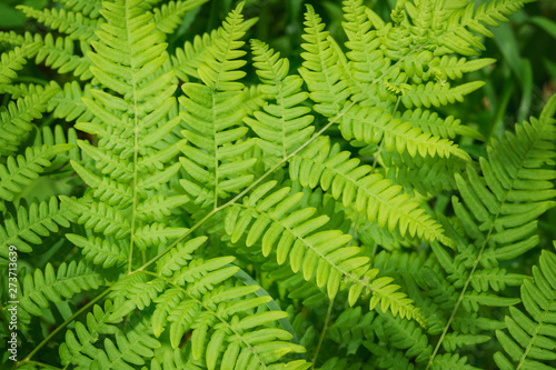 Fern in the forest close-up. Green fern in selective focus.