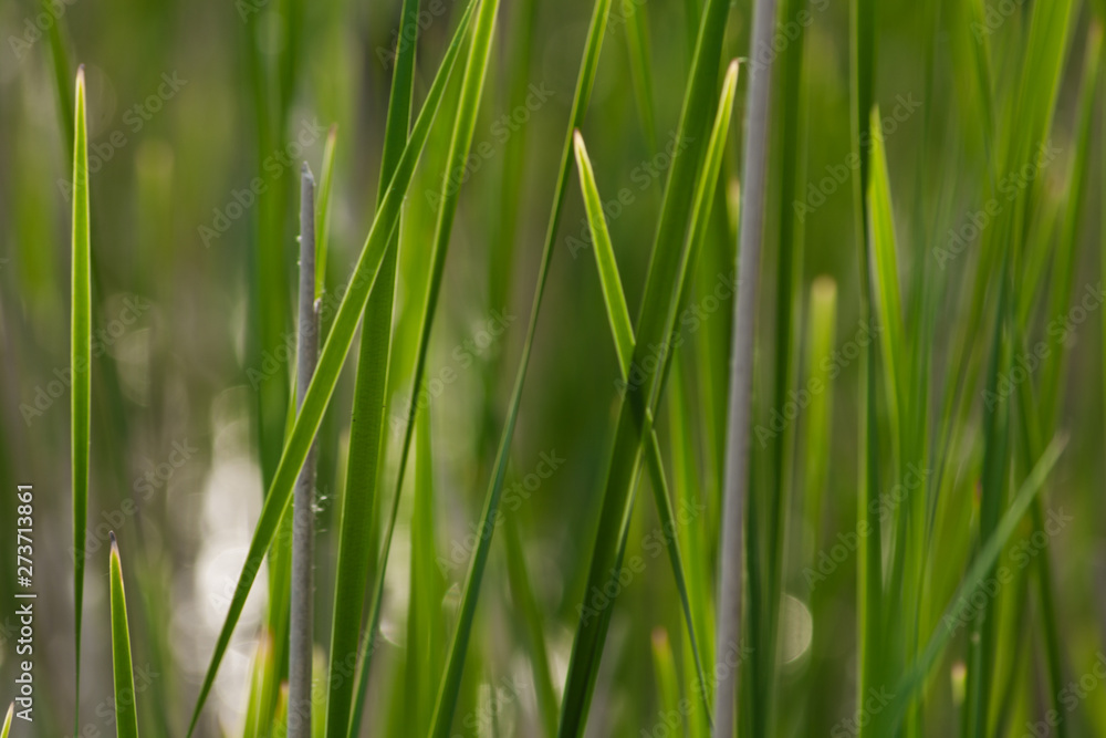 Fresh green grass on the lawn. Natural green blurred background. Fresh green grass on the lawn. Natural green blurred background.