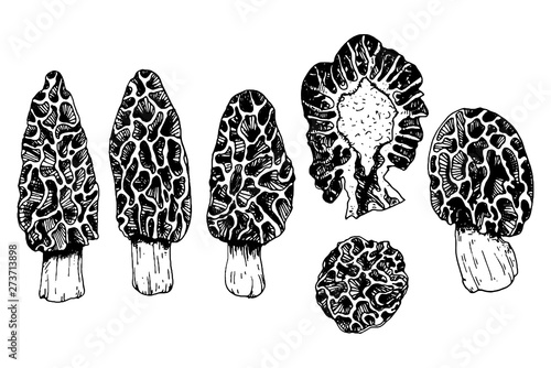 Mushroom collection with morels in engraving style