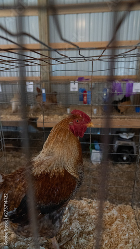 Barnyard menagerie of animals at a county fair 4H and FFA fair entries 