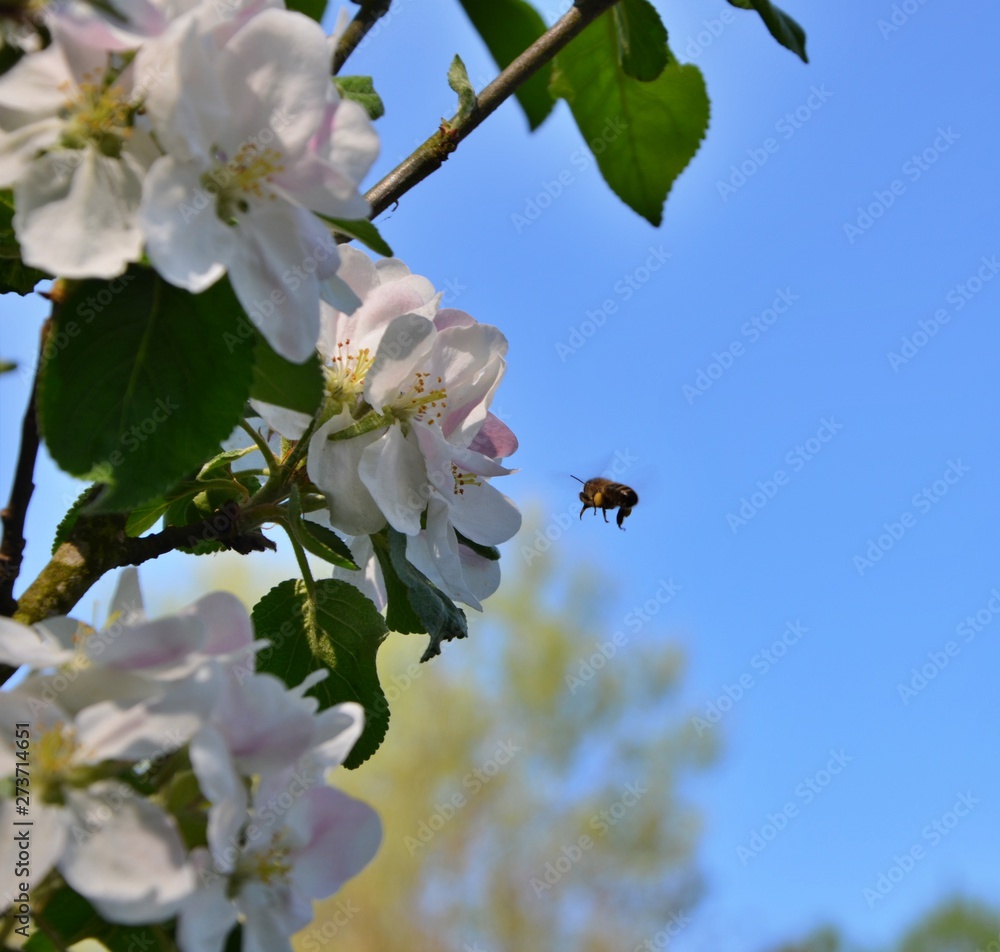 pszczoła - obrazy, fototapety, plakaty 