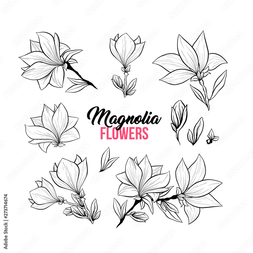 Magnolia flower bouquets in blossom, beautiful home decor and interior design, isolated illustration vector set. Pink floral sketch drawings. Spring blossom realistic cliparts.